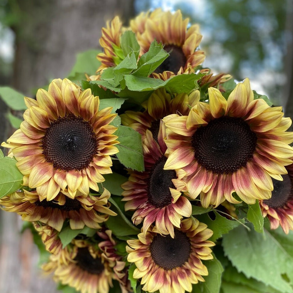 Sunflower Bunch