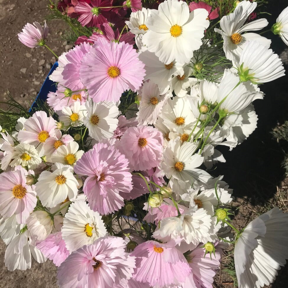 Cosmos Bunch