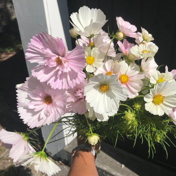Cosmos Bunch