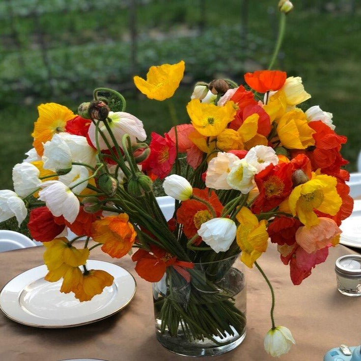 Italian Colibri Poppies