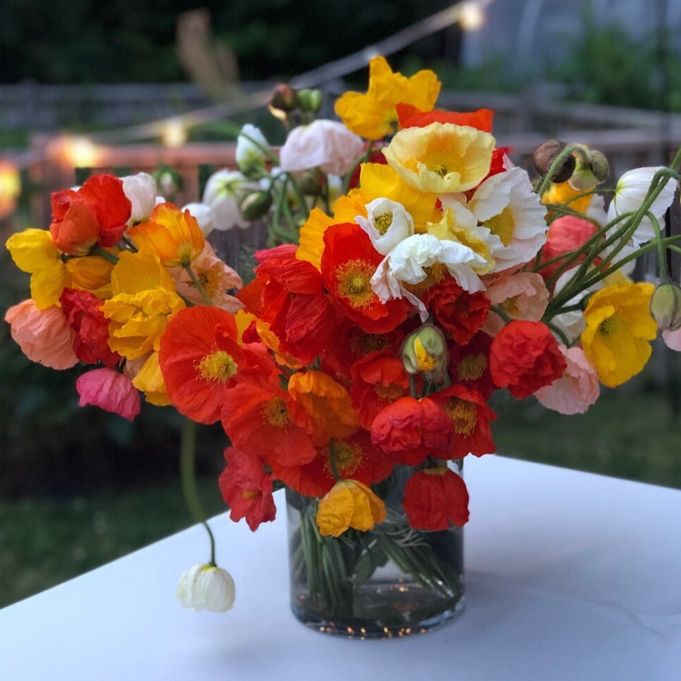 Italian Colibri Poppies