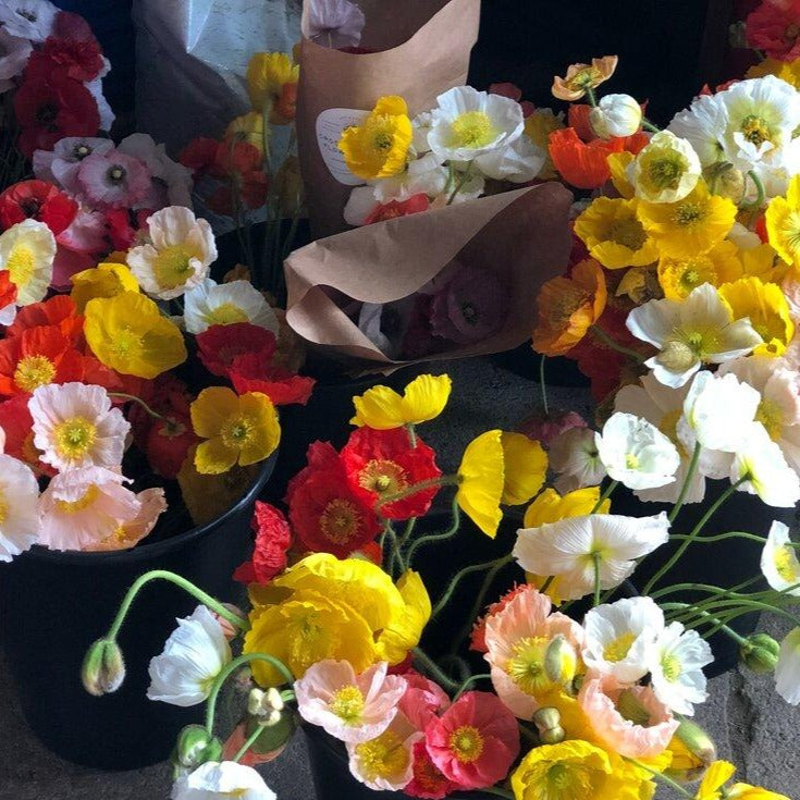 Italian Colibri Poppies