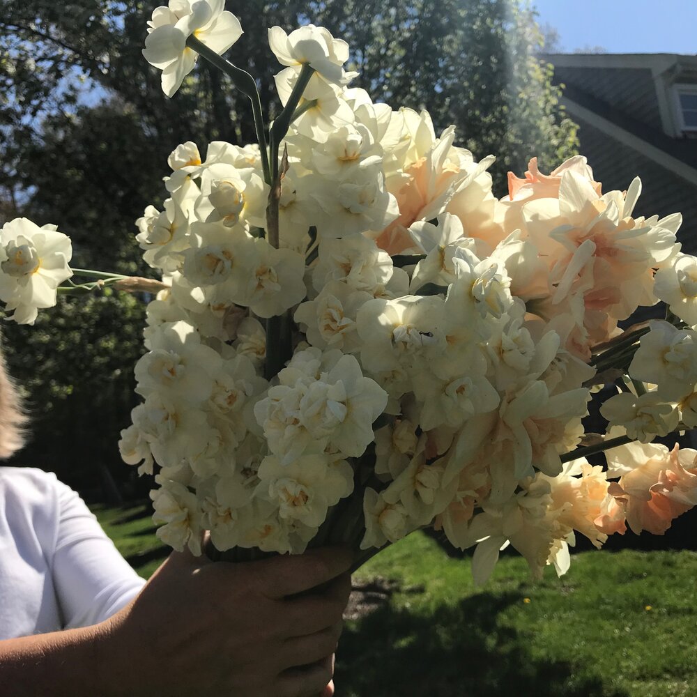 Bridal Crown Daffodil