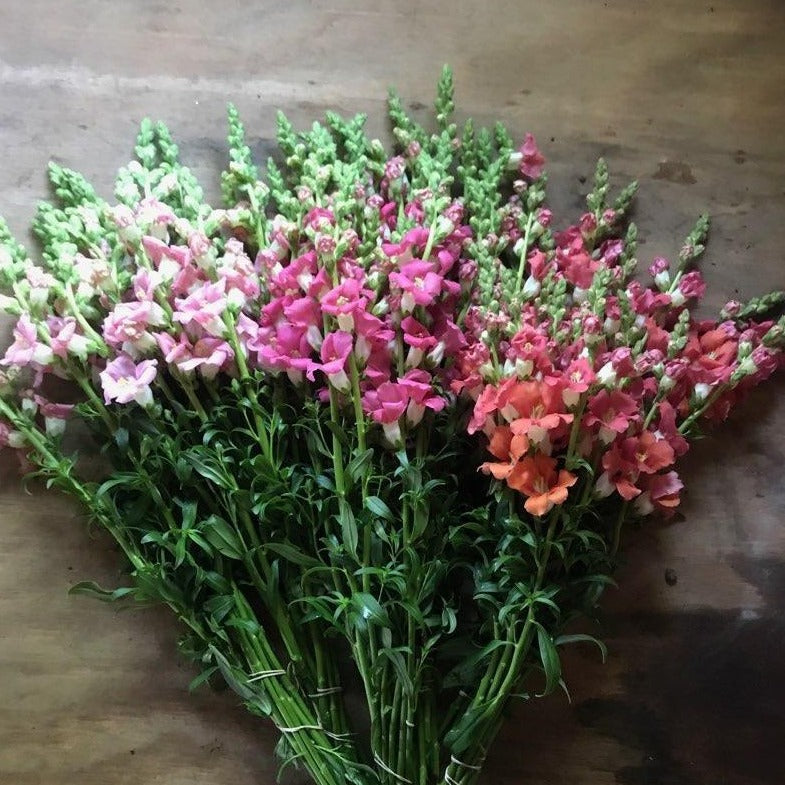 Early Summer Cutting Garden Kit