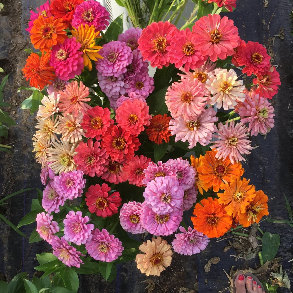 Zinnia Bunch