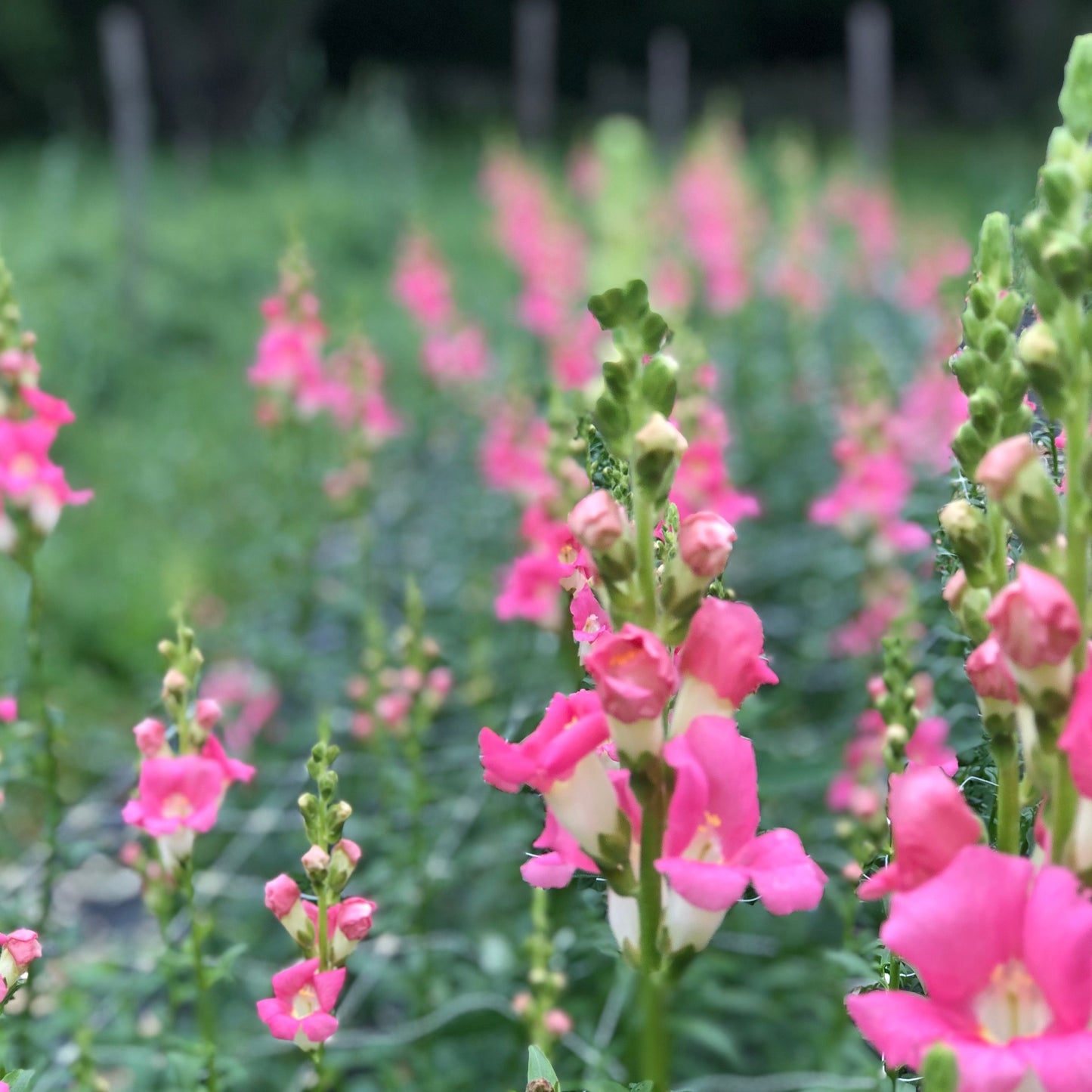 Early Summer Cutting Garden Kit
