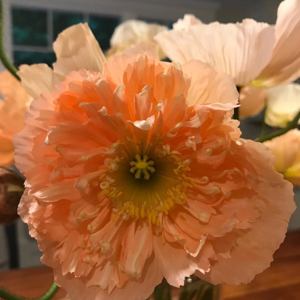 Italian Colibri Poppies