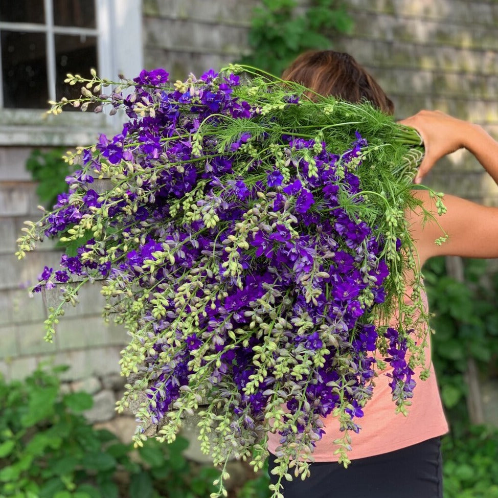 Larkspur Bunch