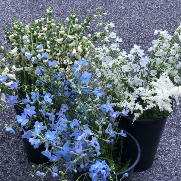 Delphinium Seedlings