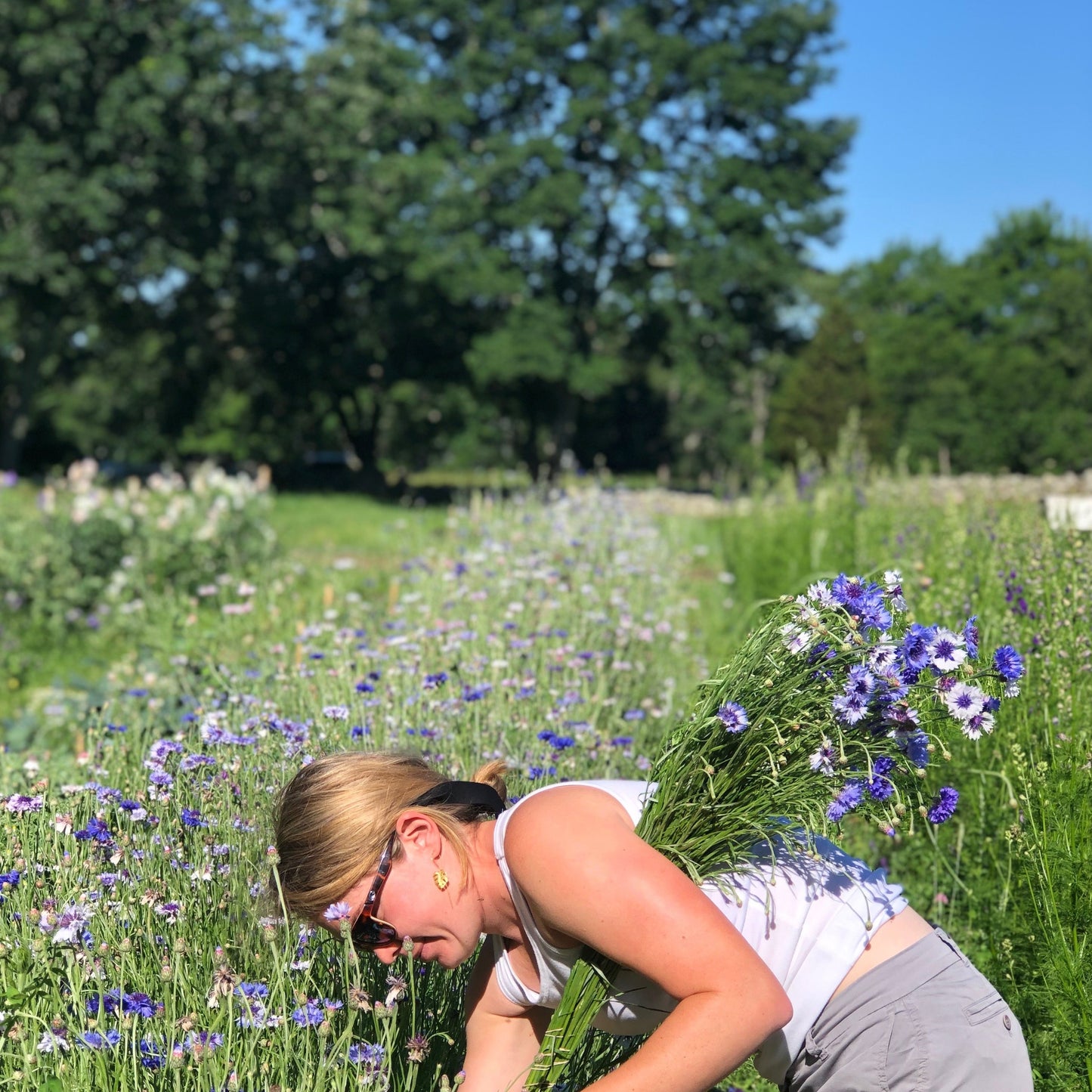 Early Summer Cutting Garden Kit