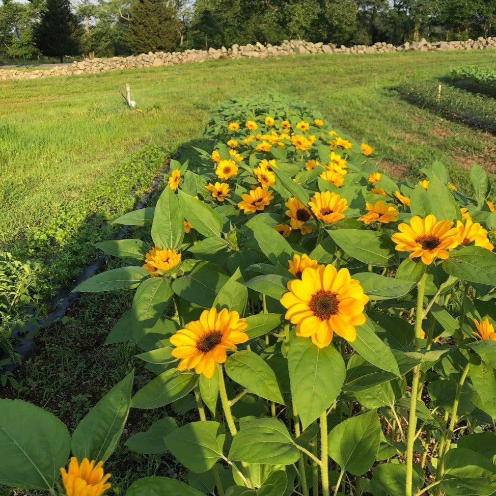 Sunflower Bunch