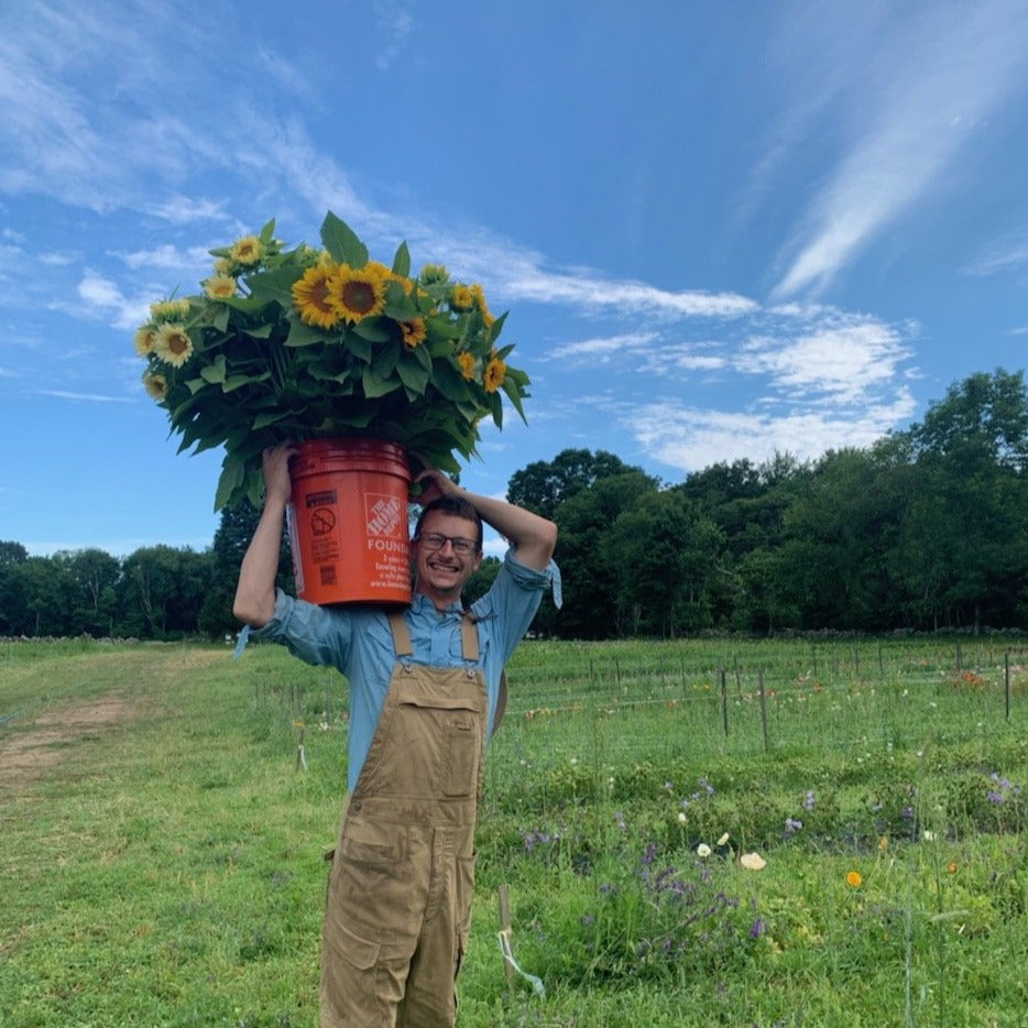 Sunflower Bunch