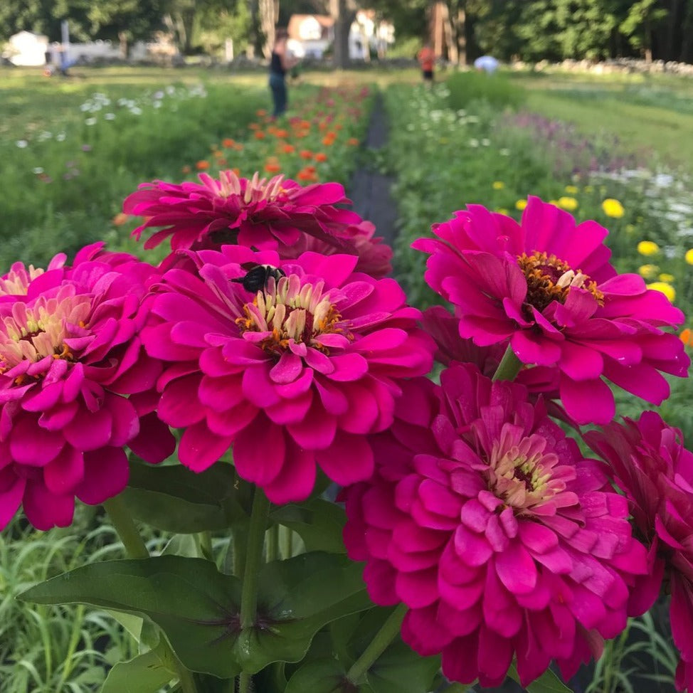 Zinnia Bunch