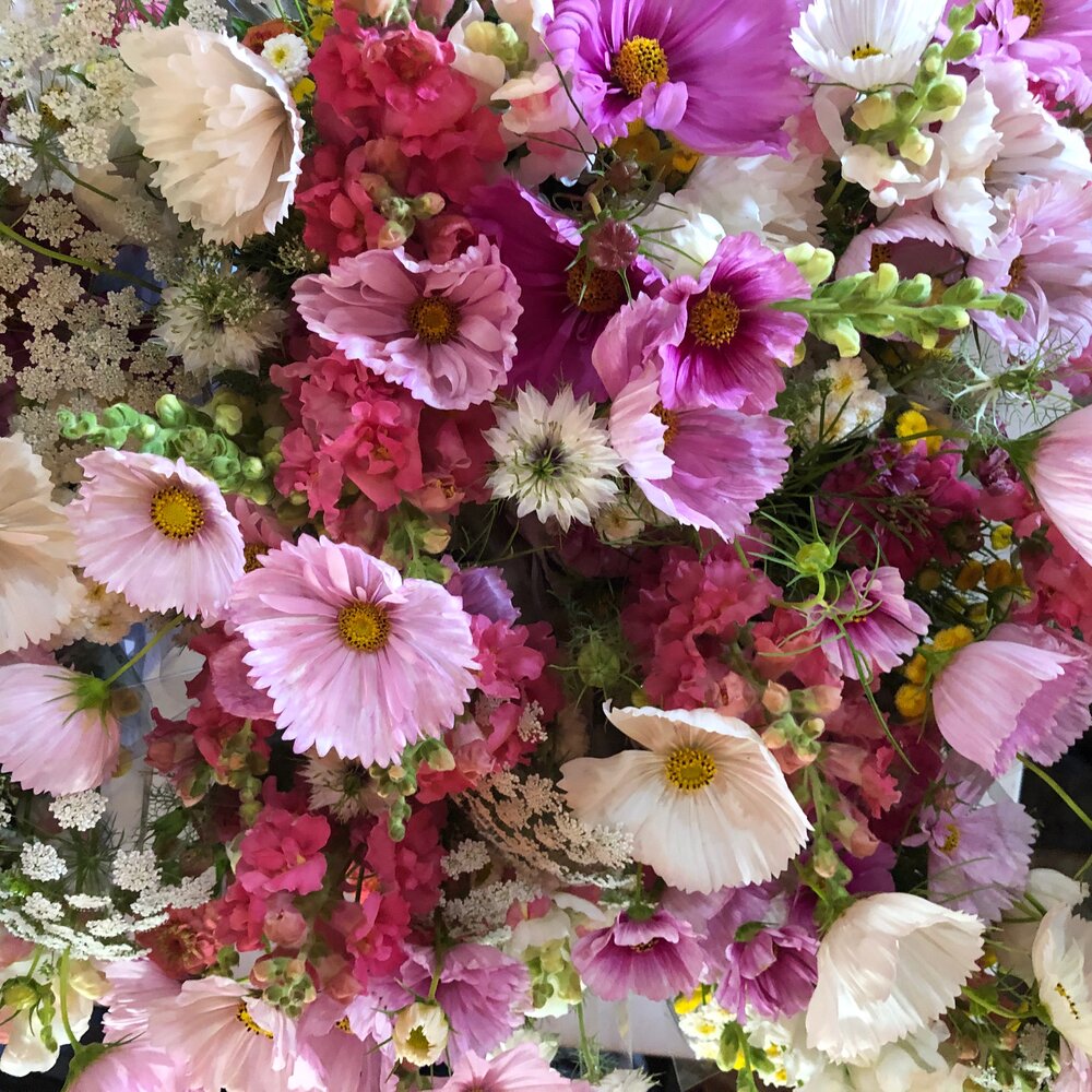 Cosmos Bunch