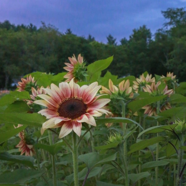 Sunflower Bunch