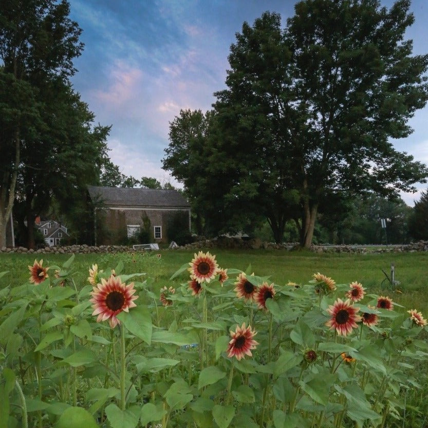 Sunflower Bunch