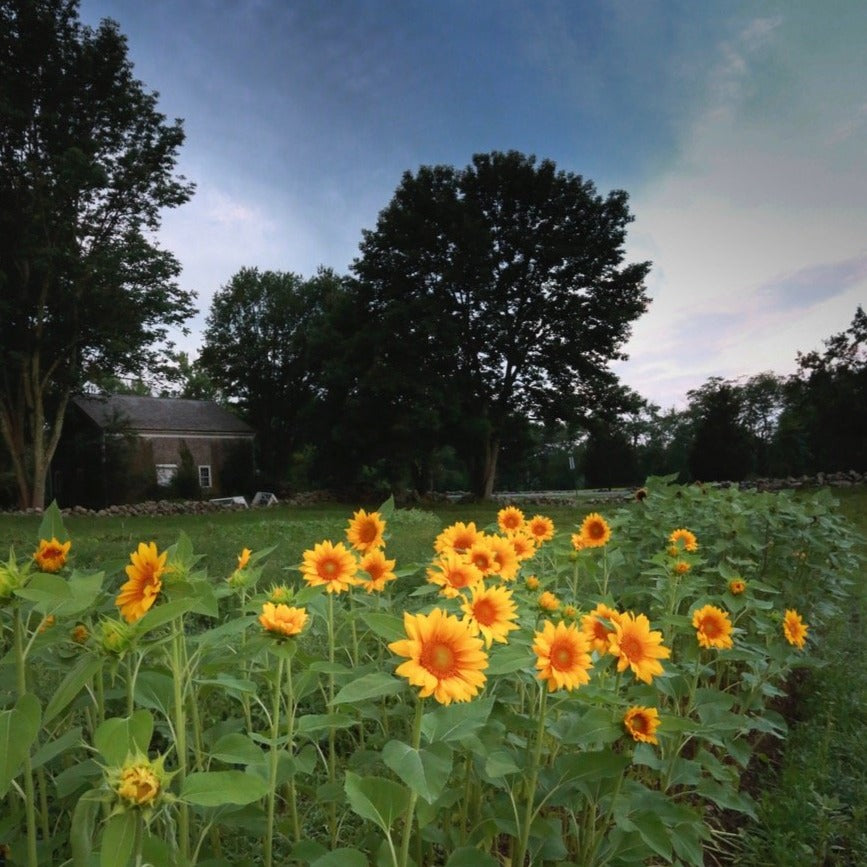Sunflower Bunch