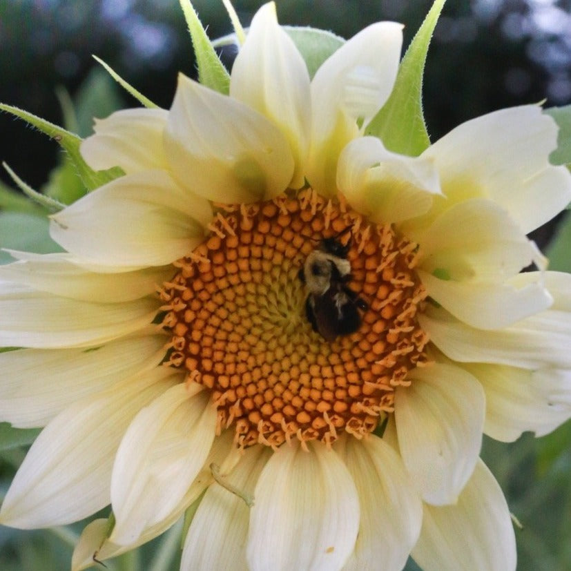 Sunflower Bunch