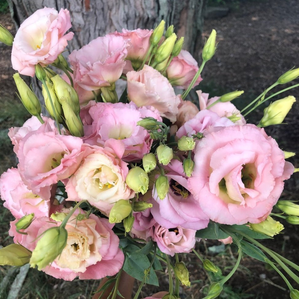 Lisianthus Bunch