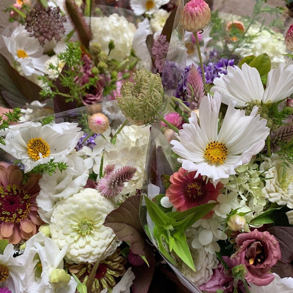 Cosmos Bunch