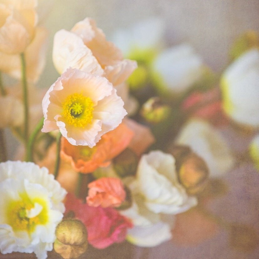 Italian Colibri Poppies