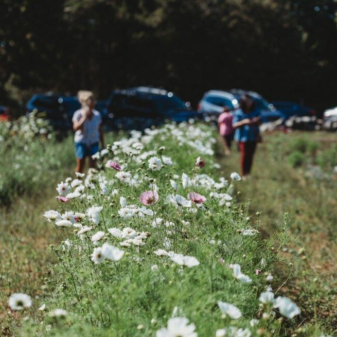 Cosmos Bunch