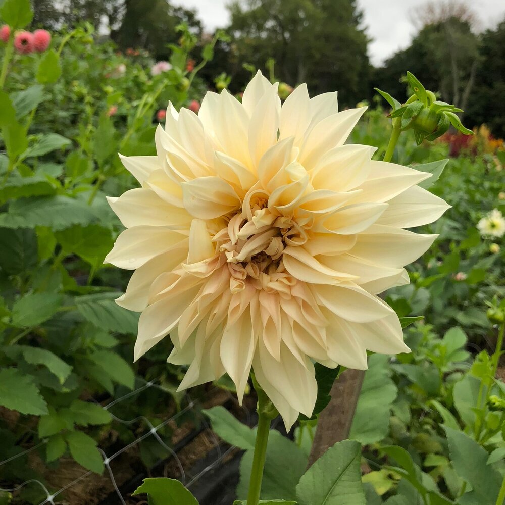 Cafe au Lait Dahlia