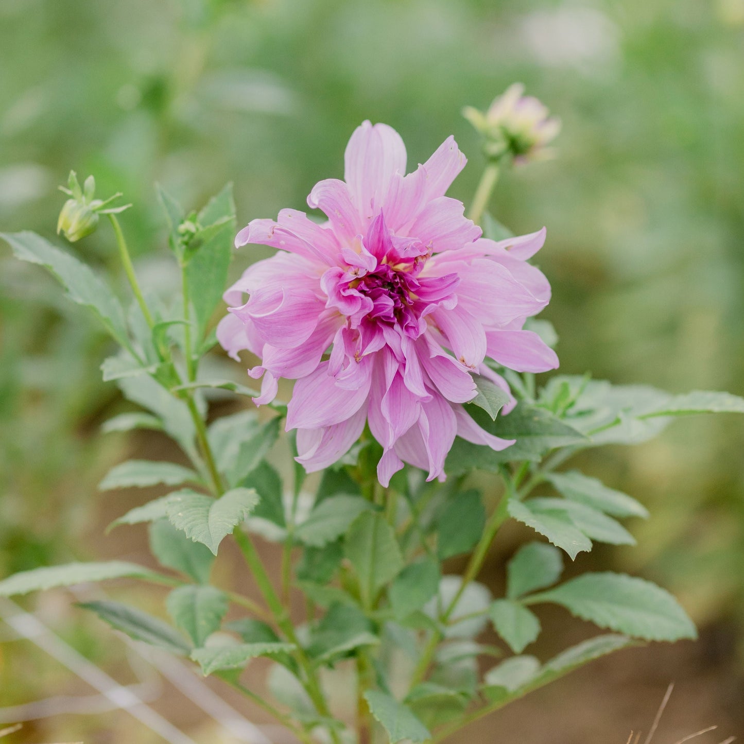 Lavender Ruffles Dahlia Tuber