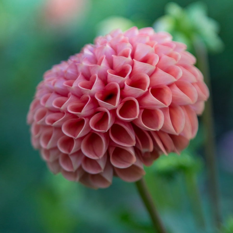 CSA Spring Share - 5 weeks