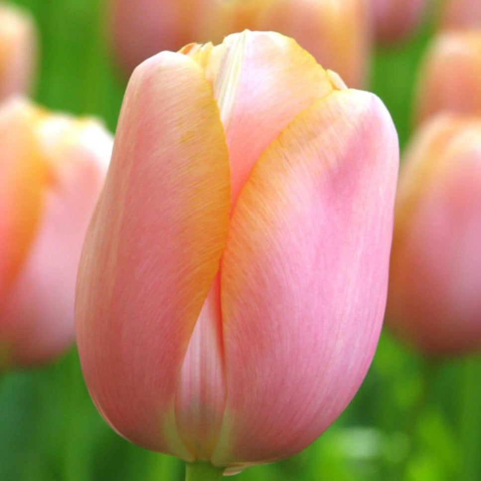 Impression Mix Tulip