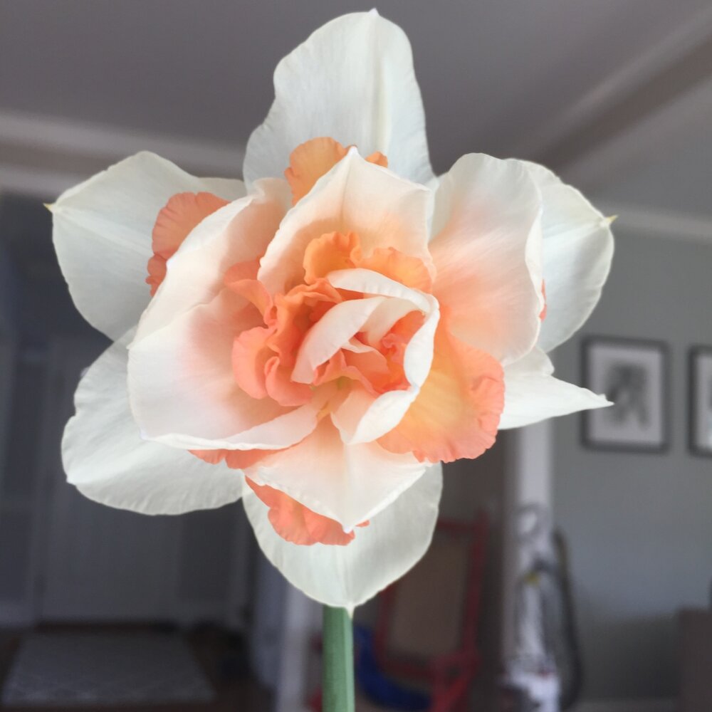 Replete Daffodil