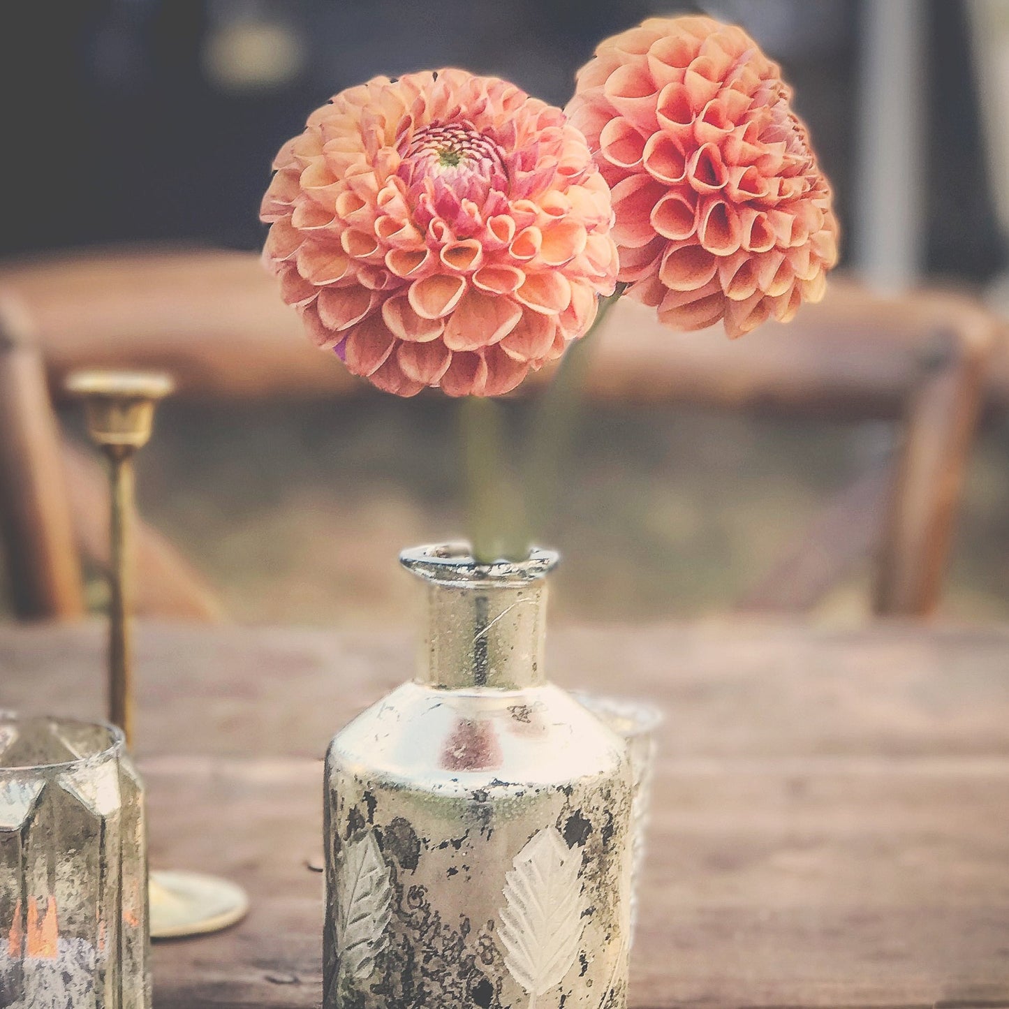 Cornel Bronze Dahlia Tuber