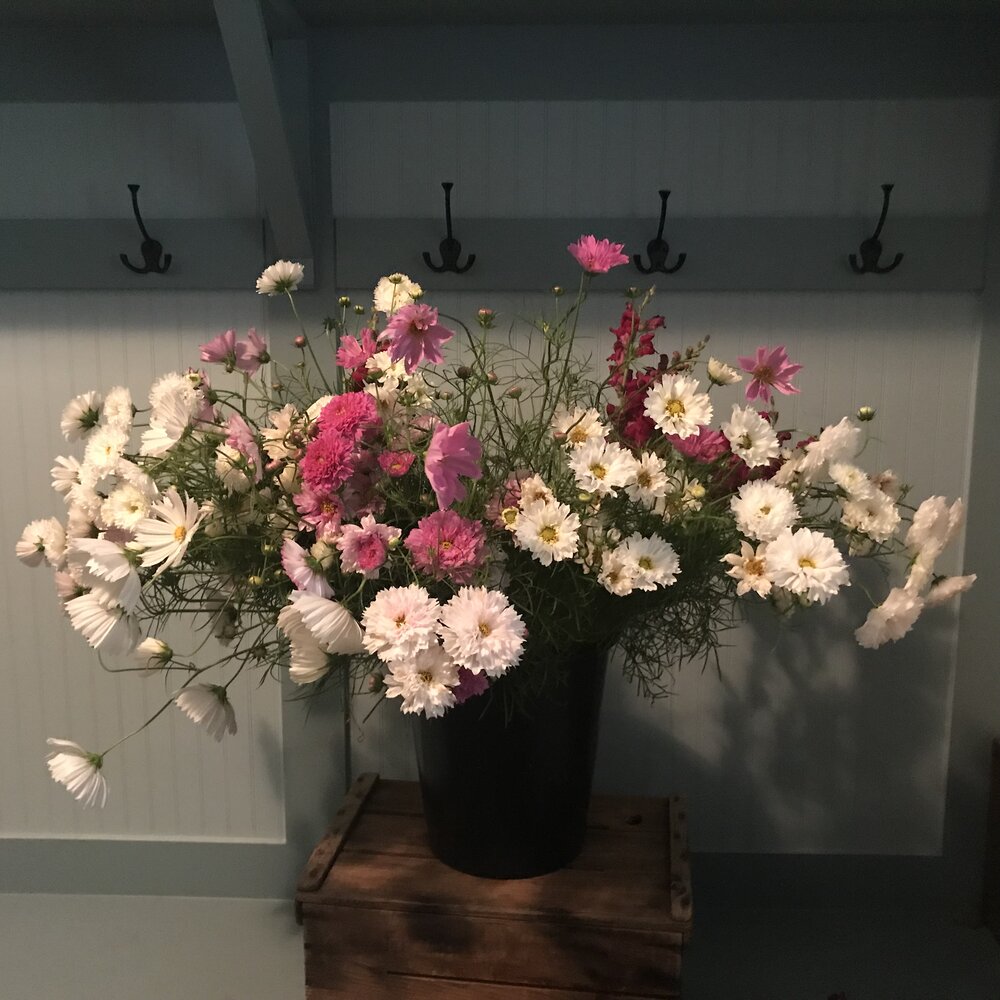 Cosmos Bunch