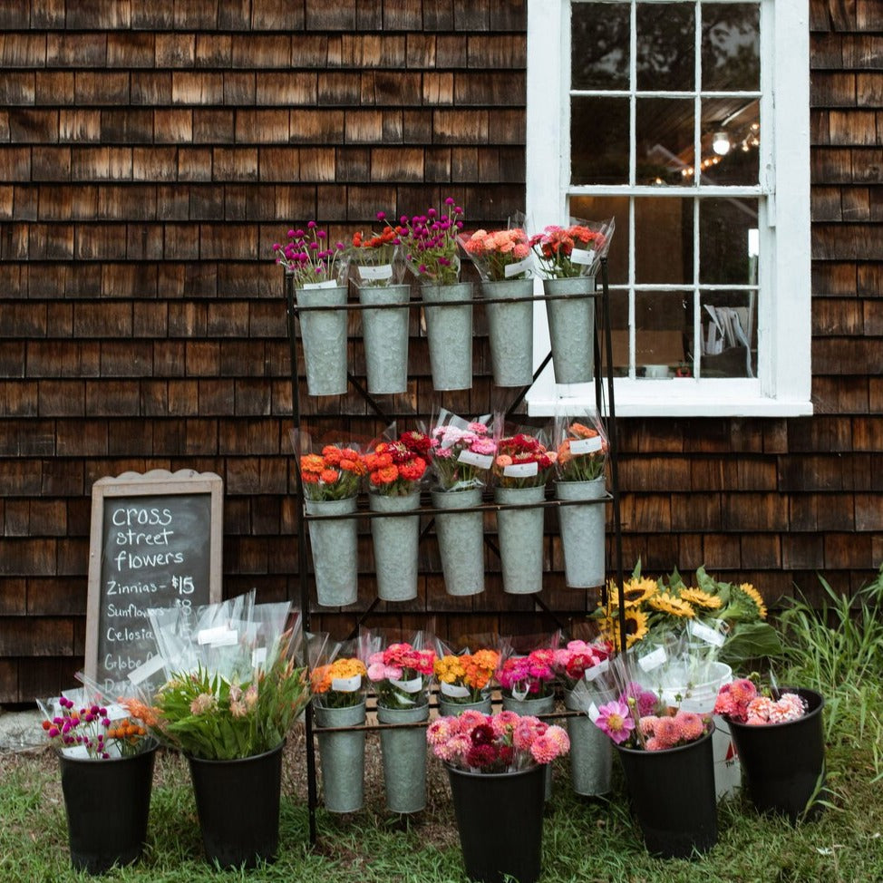 Globe Amaranth Bunch