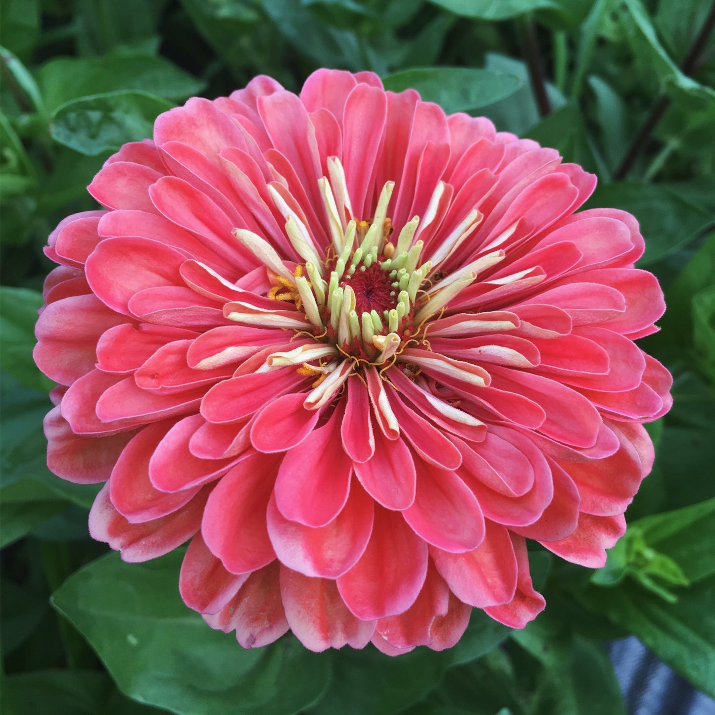 High Summer Cutting Garden Kit