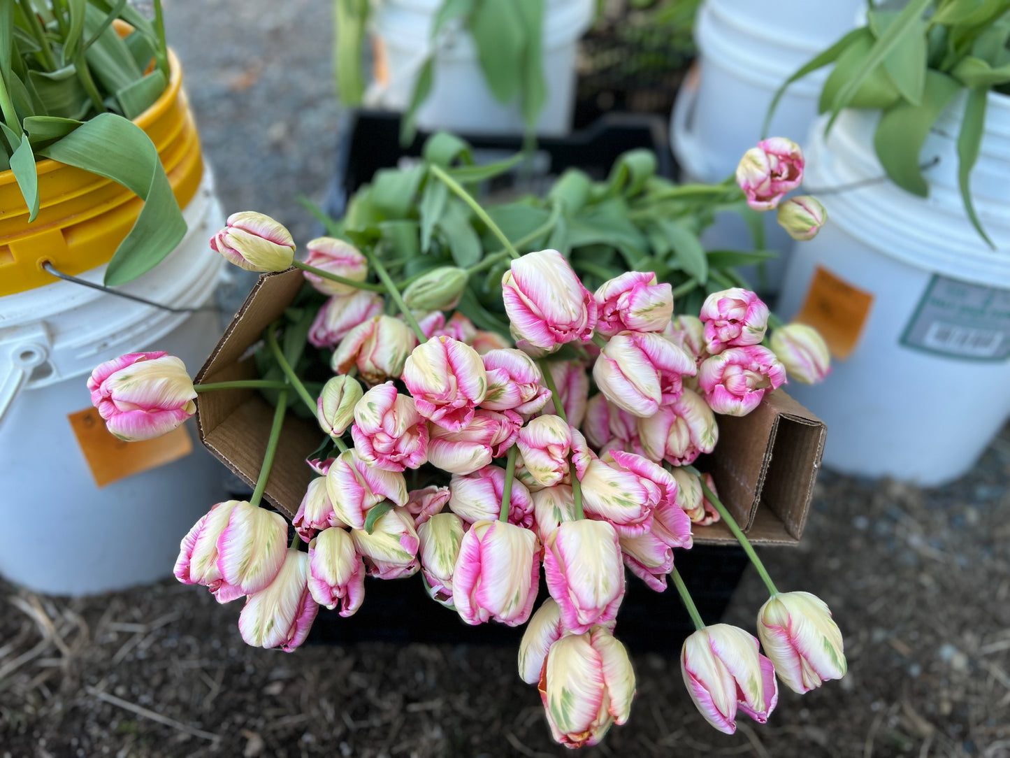 Fancy Tulip Bunch