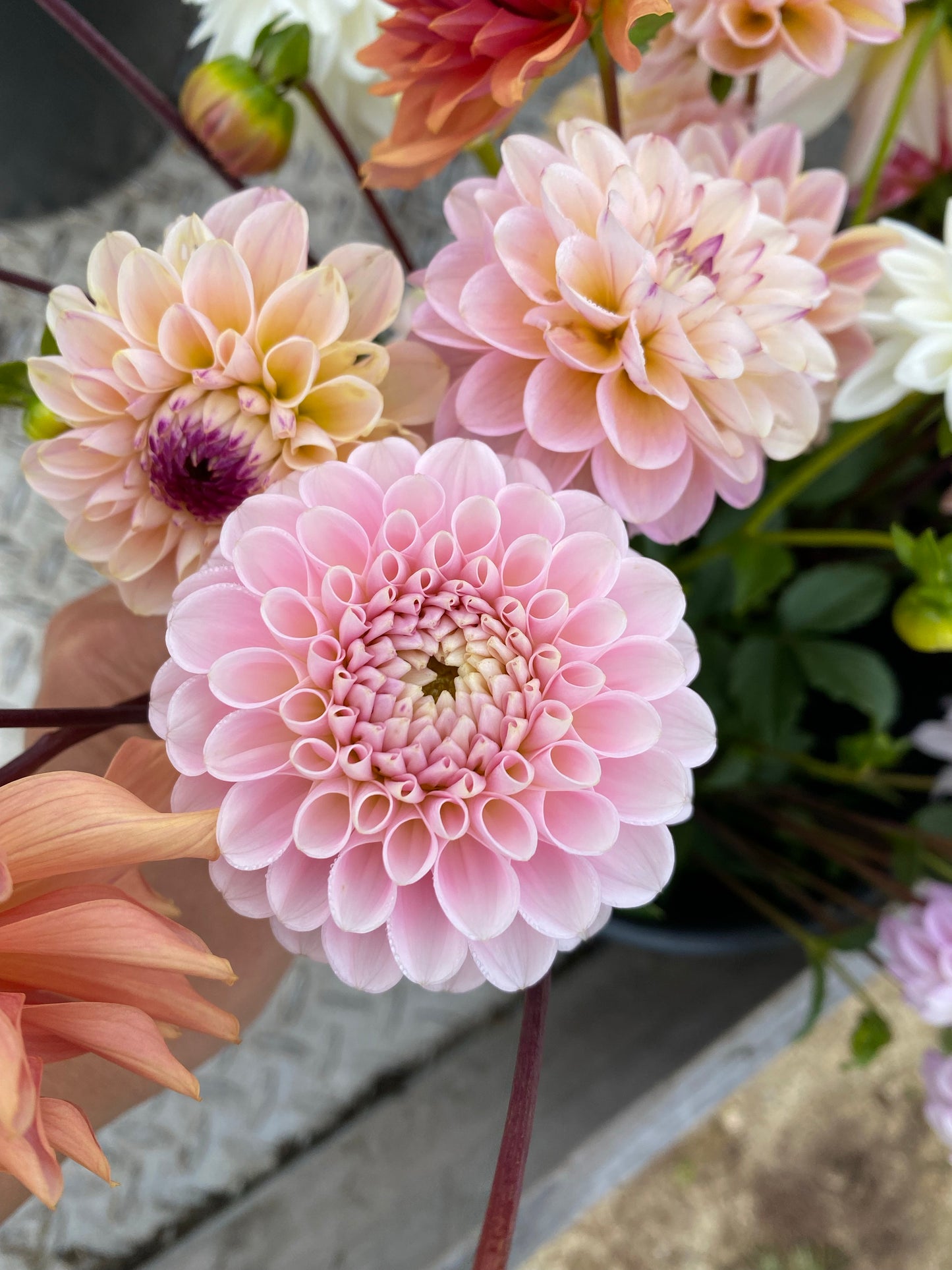 Sweet Nathalie Dahlia Tuber