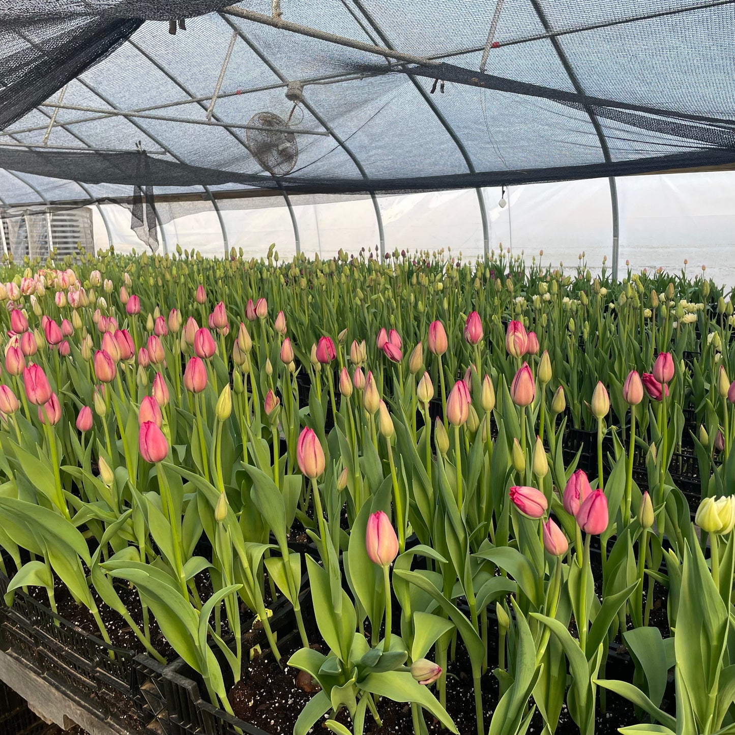 Fancy Tulip Bunch