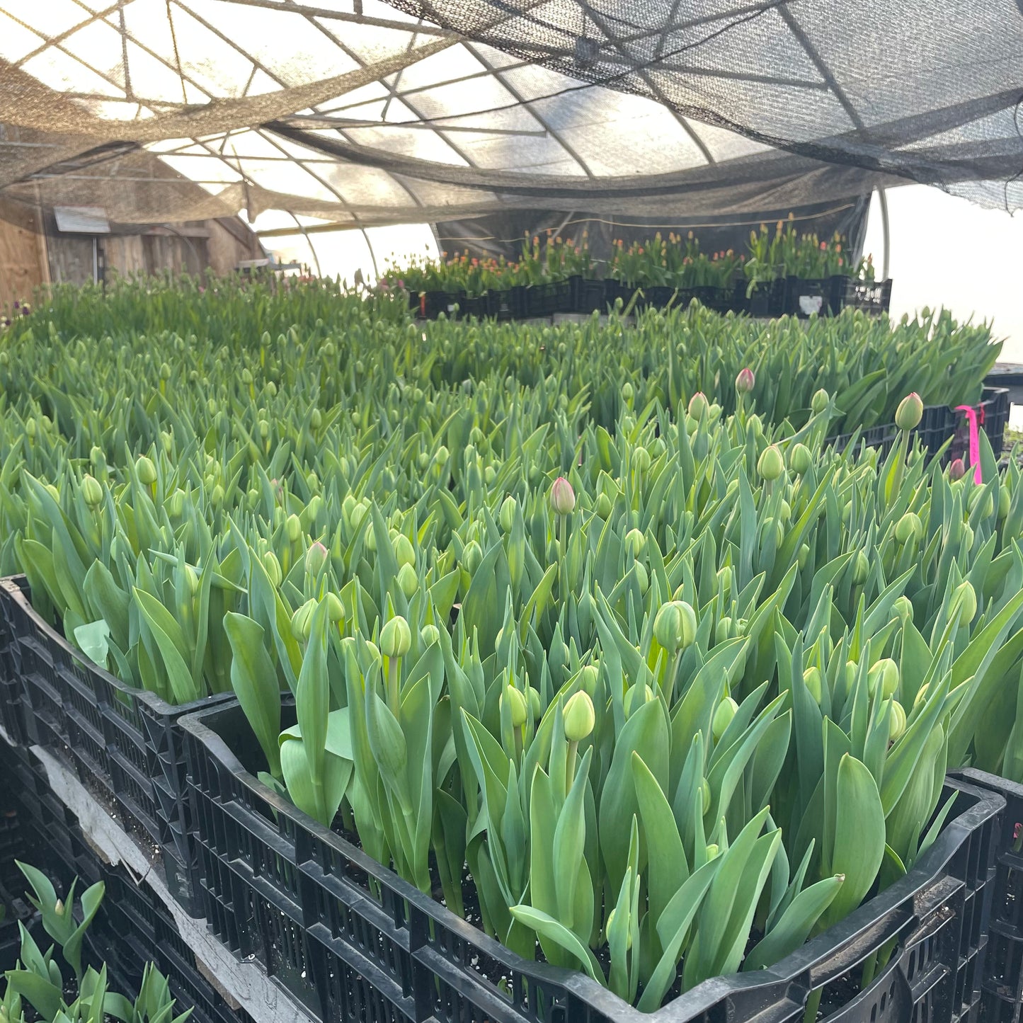 Fancy Tulip Bunch