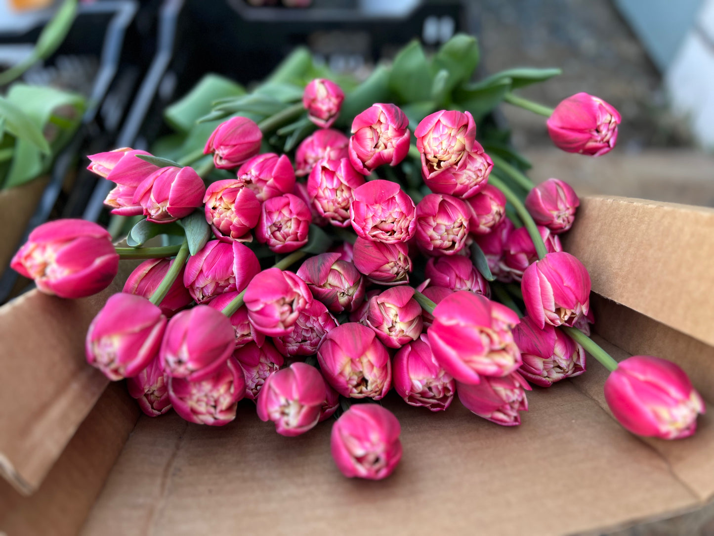 Fancy Tulip Bunch