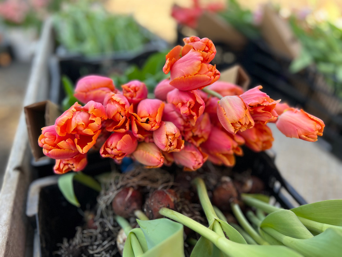 Fancy Tulip Bunch
