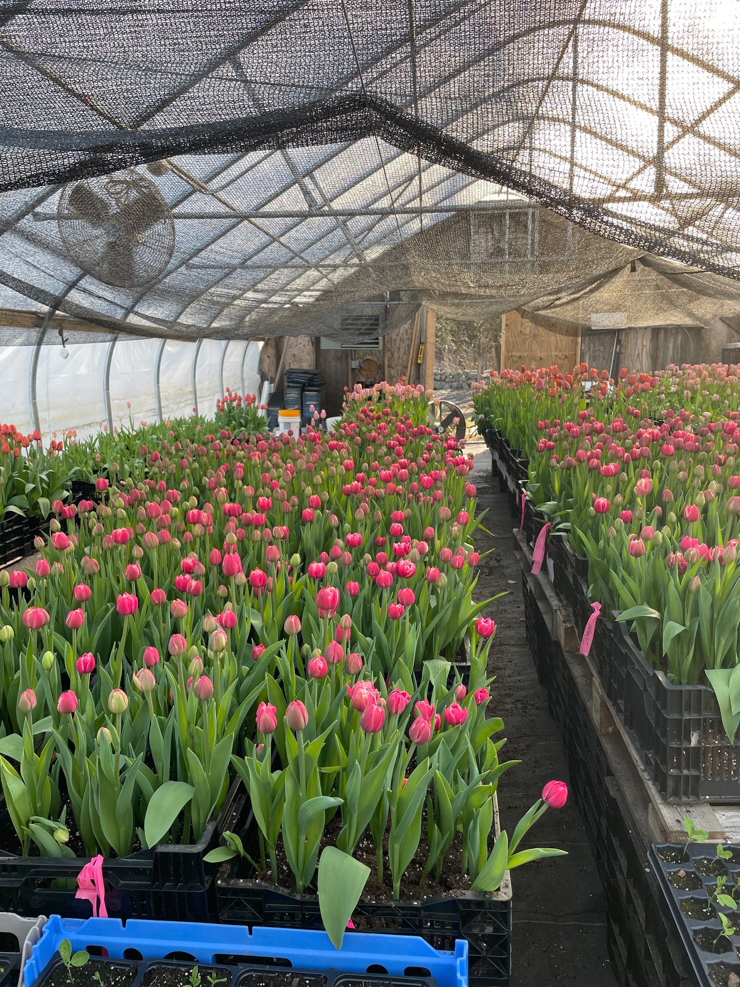 Fancy Tulip Bunch