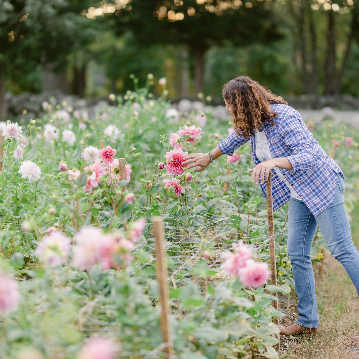 Cut Your Own Dahlias