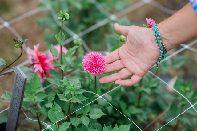 Rebecca Lynn Dahlia Tuber
