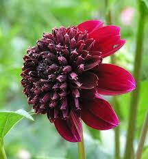 Rockstar Dahlia Tuber