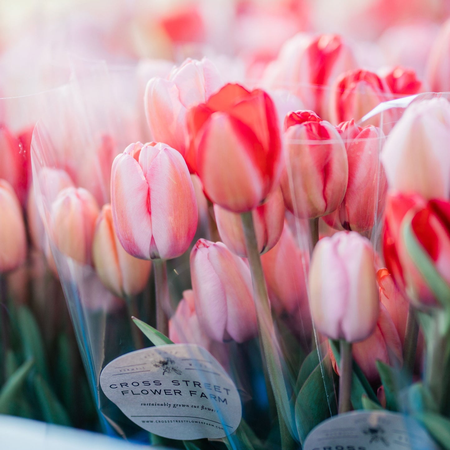 Fancy Tulip Bunch