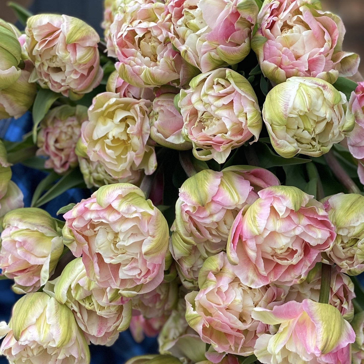 Fancy Tulip Bunch