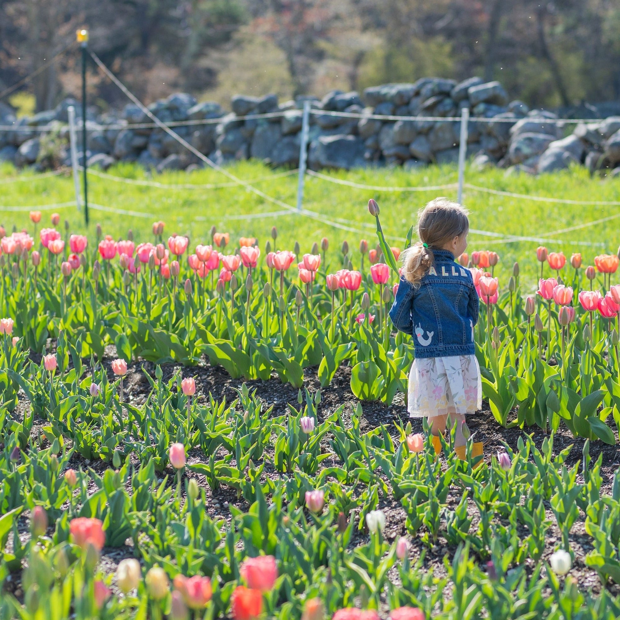 Pick Your Own Tulips -  Friday April 26th