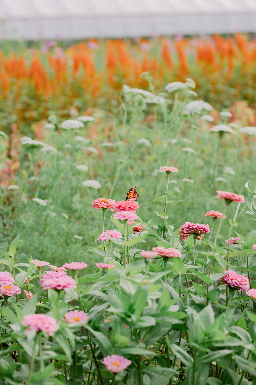 NEW! Flower Farm Tour & Cut Your Own Bouquet
