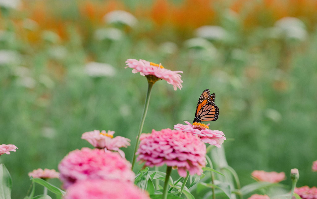 Zinnias and Butterflies at Cross Street Flower Farm